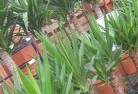 D'aguilarplant-nursery-10.jpg; ?>